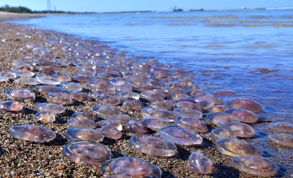Берег Азовского моря Ейск