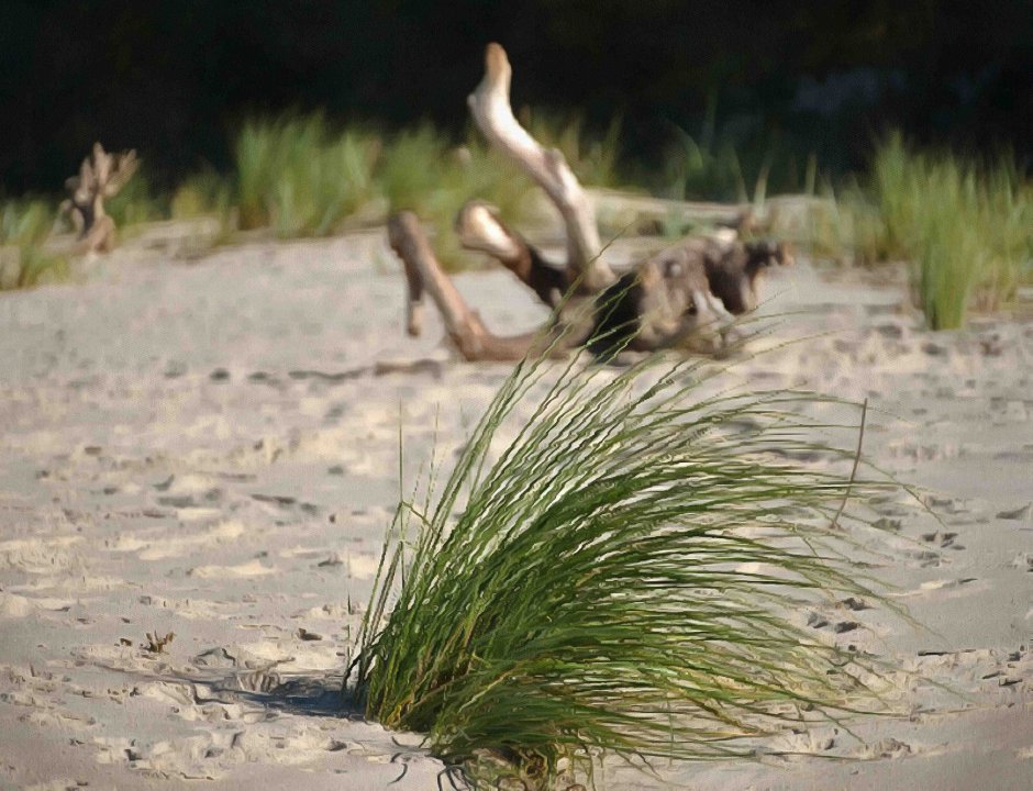 Водоросли черного моря Крым