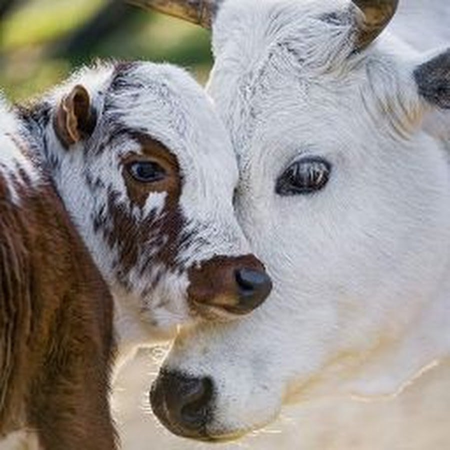 Маленькие телята