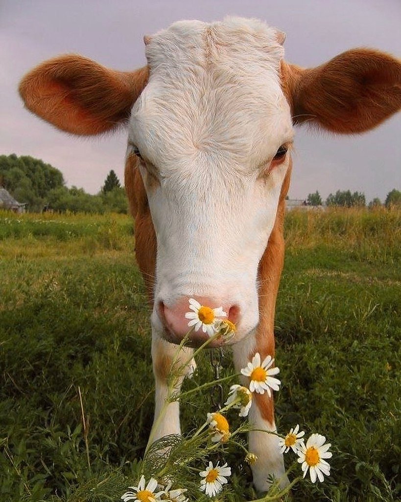 Телята милые Эстетика