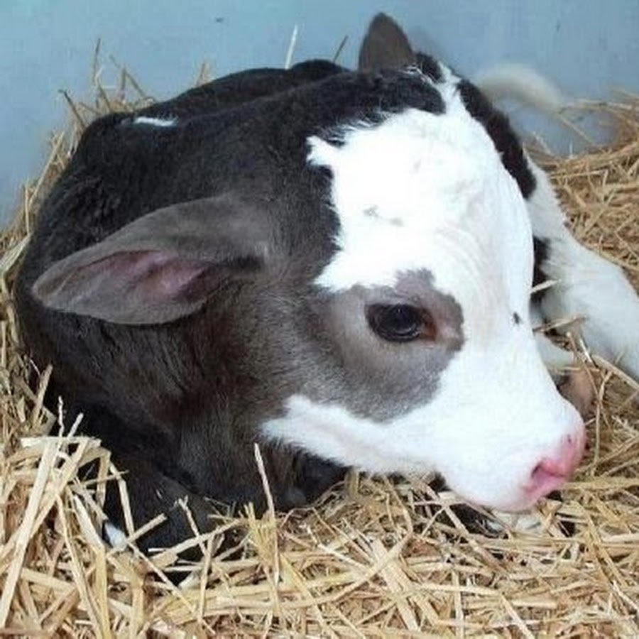 Теленок для детей