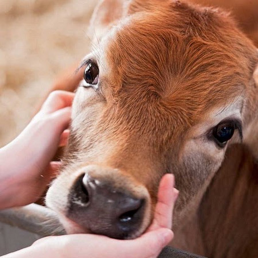 Милые коровы