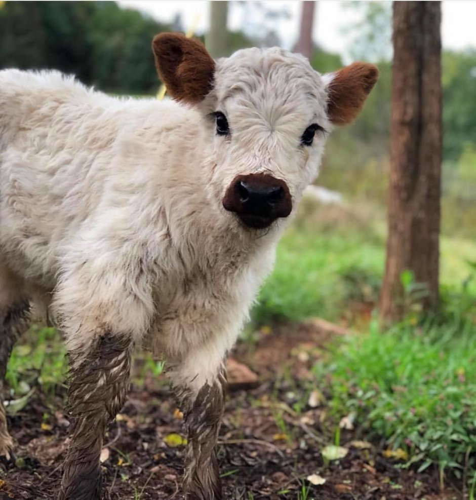 Маленькие телята