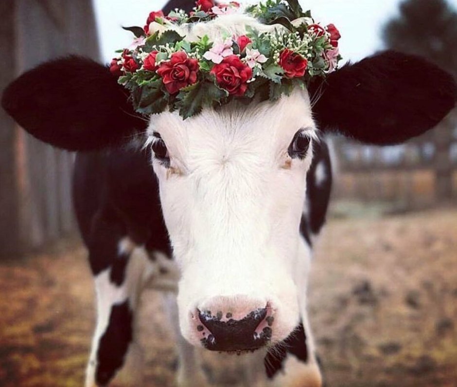 Порода Айова теленок