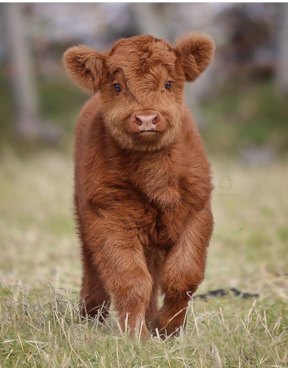 Плюшевая корова