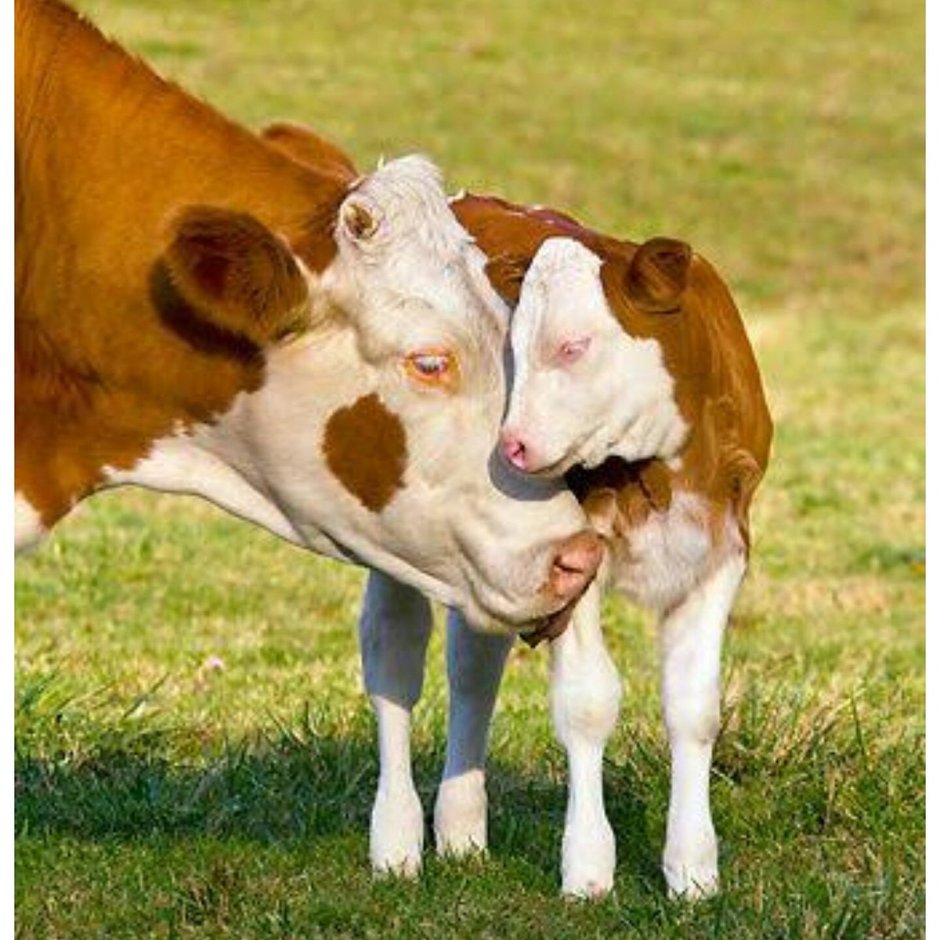 Теленок резвится