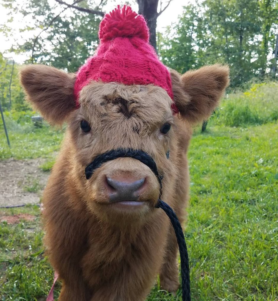 Плюшевая корова