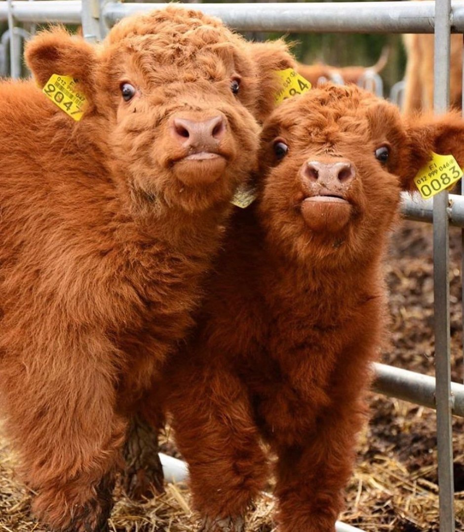 Милая корова