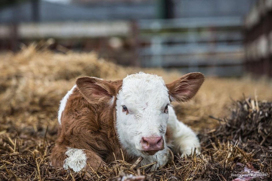 Мини корова