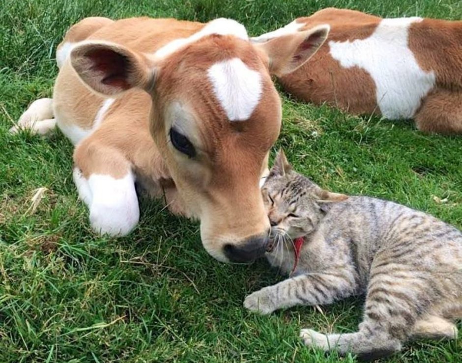 Милая корова