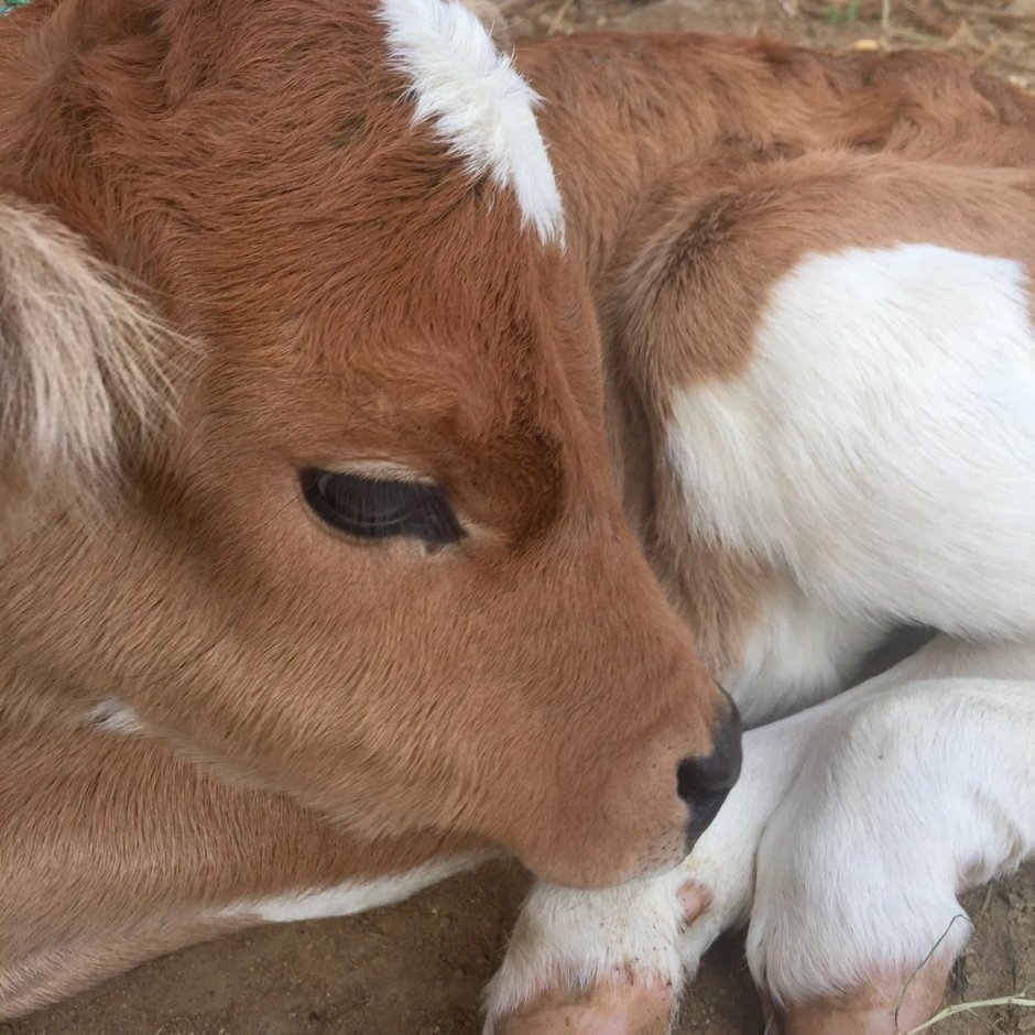 Холмогоры бычки