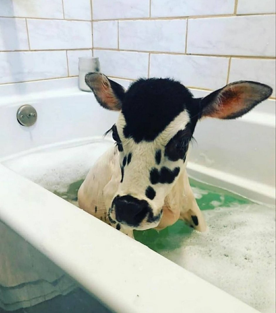 Телята породы хайленд