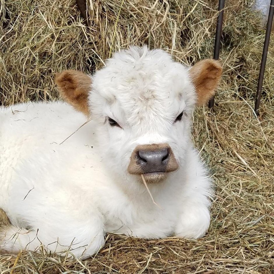 Кучерявые коровы