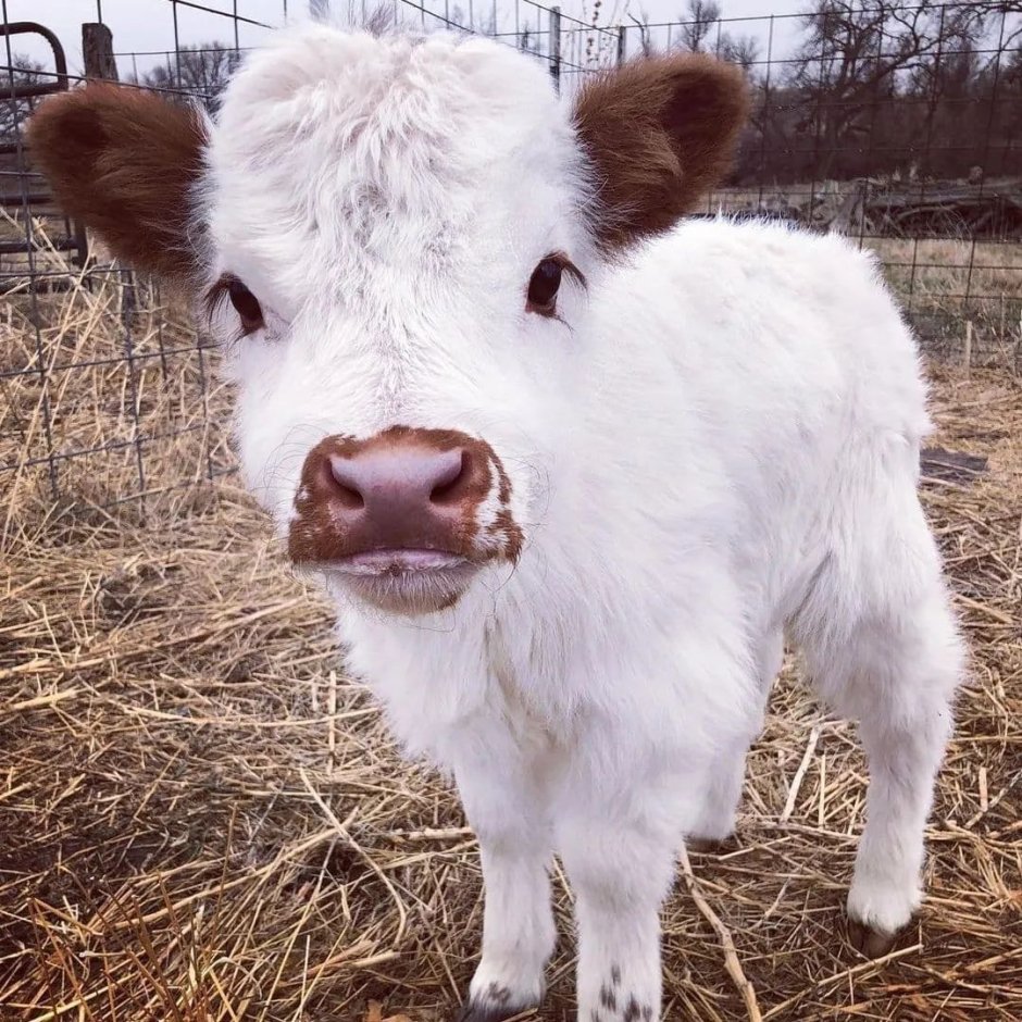 Доращивание молодняка КРС