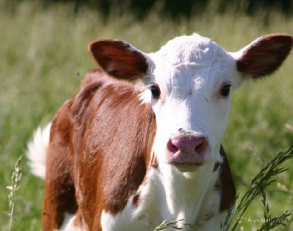 Морда теленка