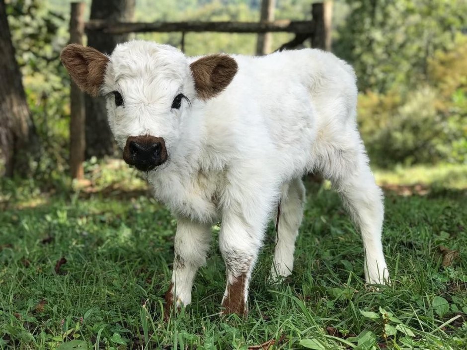 Подружится кот с шарпеем?