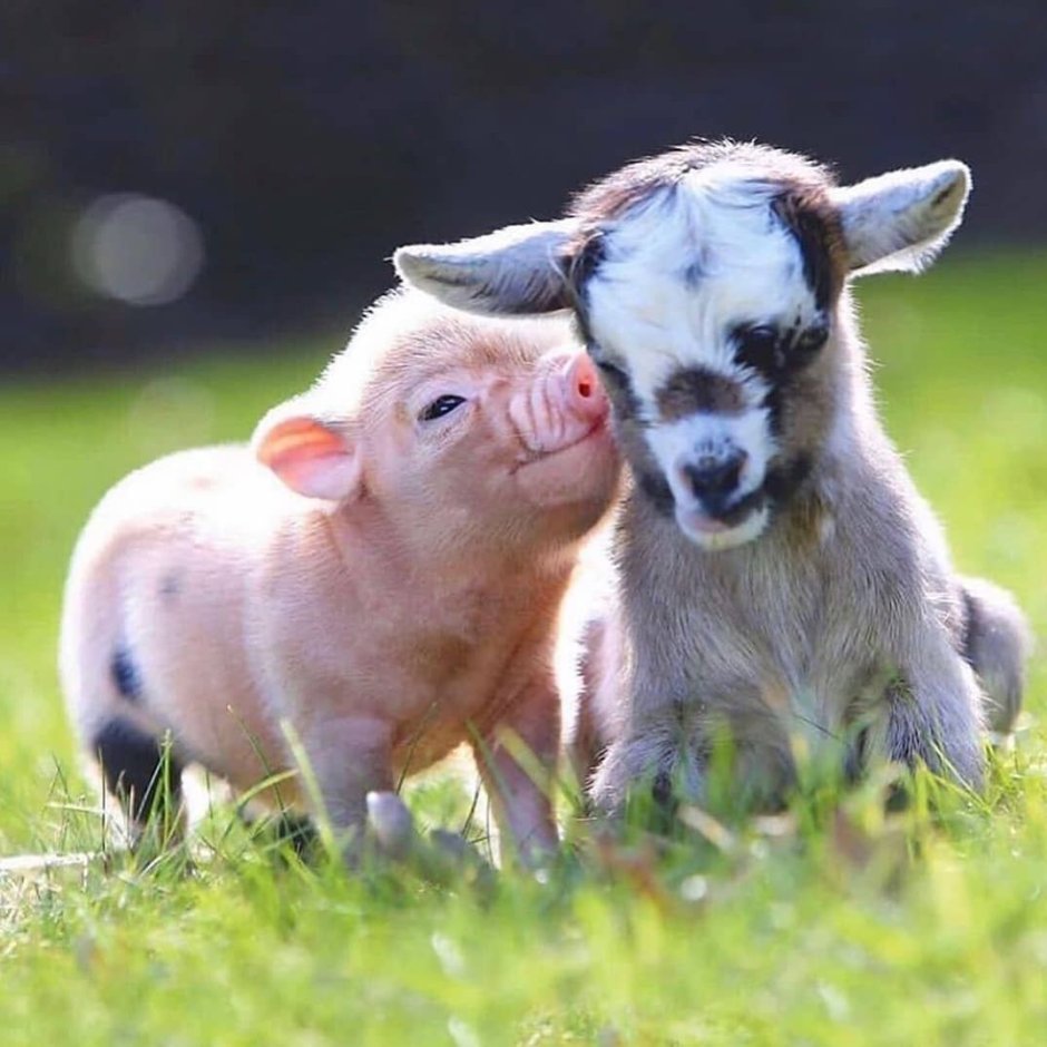 Теленок и кот