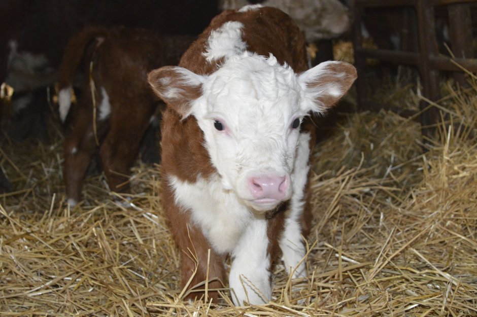 Телята Молодняк