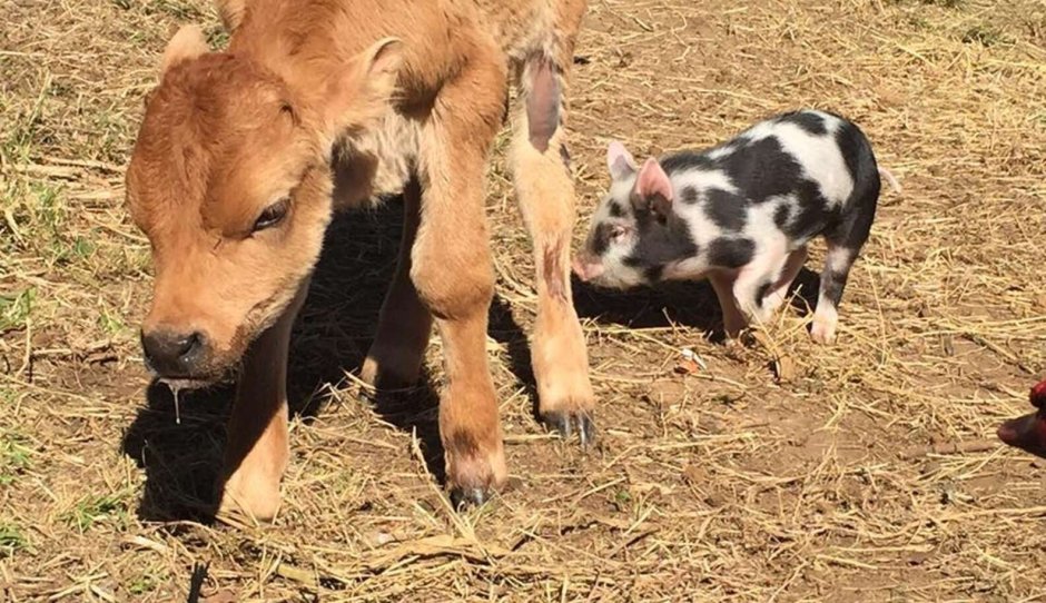 Якутская корова