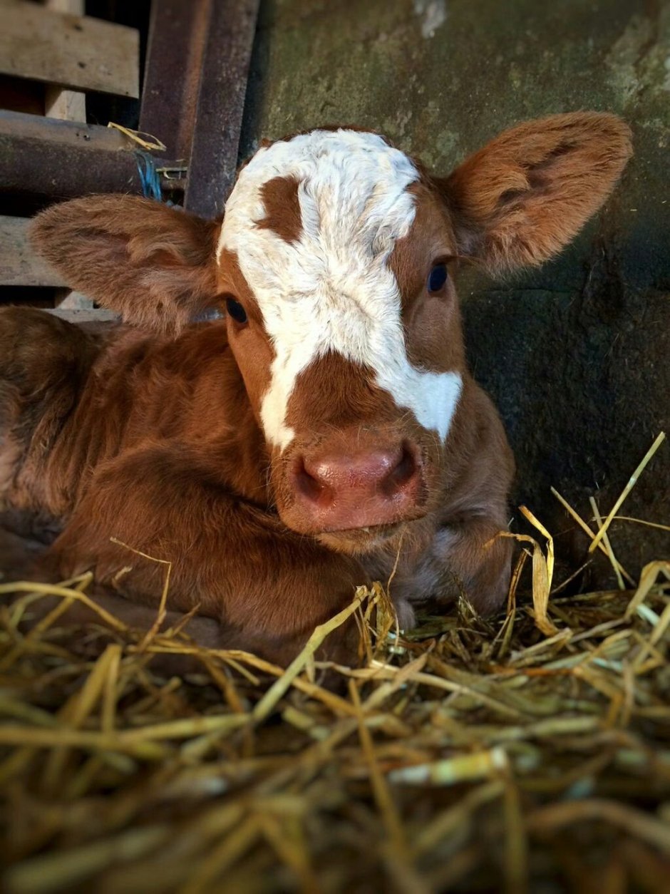 Смешные коровы