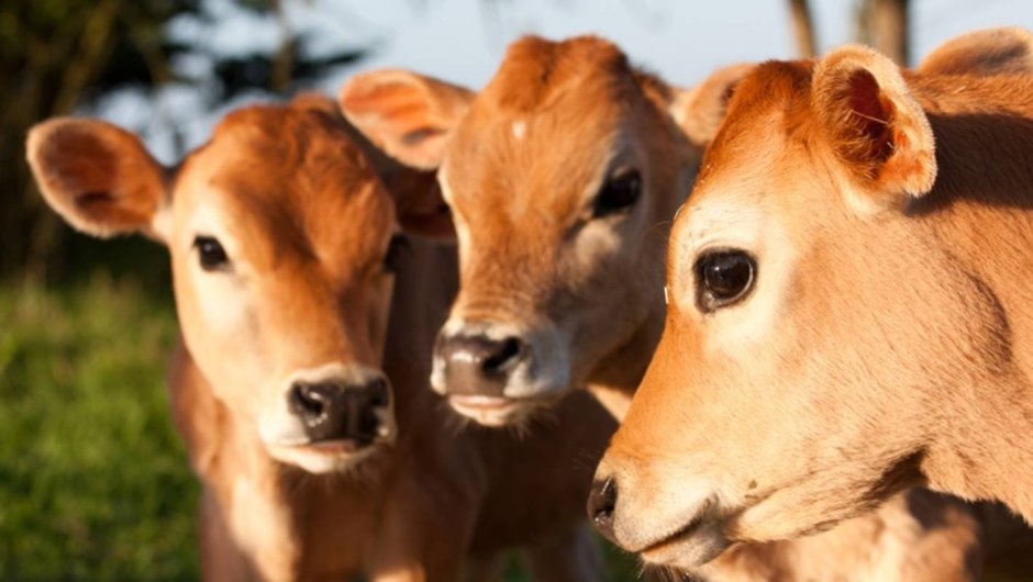 Кудрявый теленок