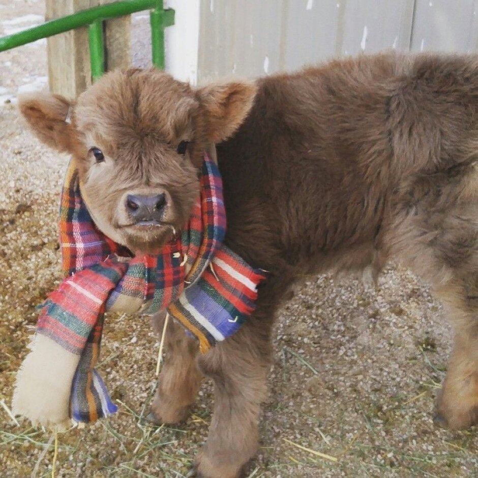 Телята бычки