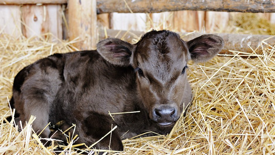 Домашние телята