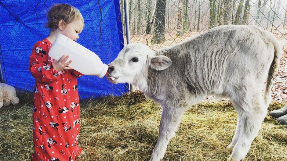 Телята Эстетика