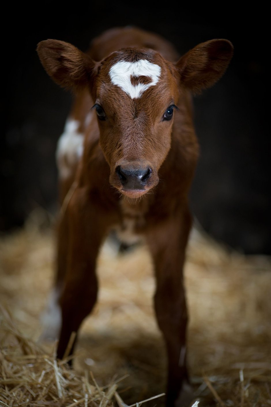 Порода Айова теленок