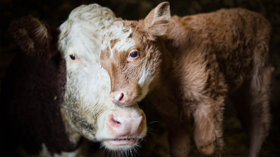 Телята породы хайленд