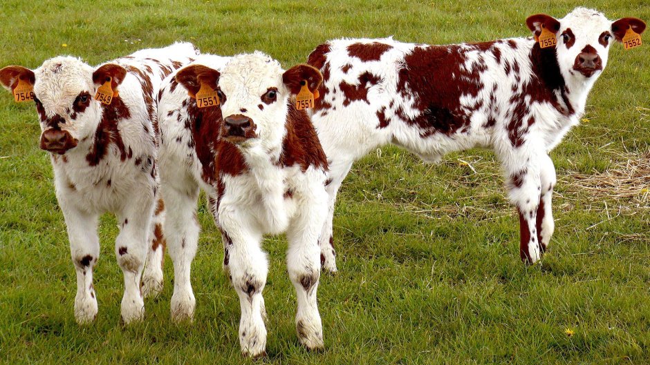 Милые домашние животные