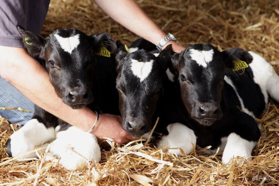 Милая корова