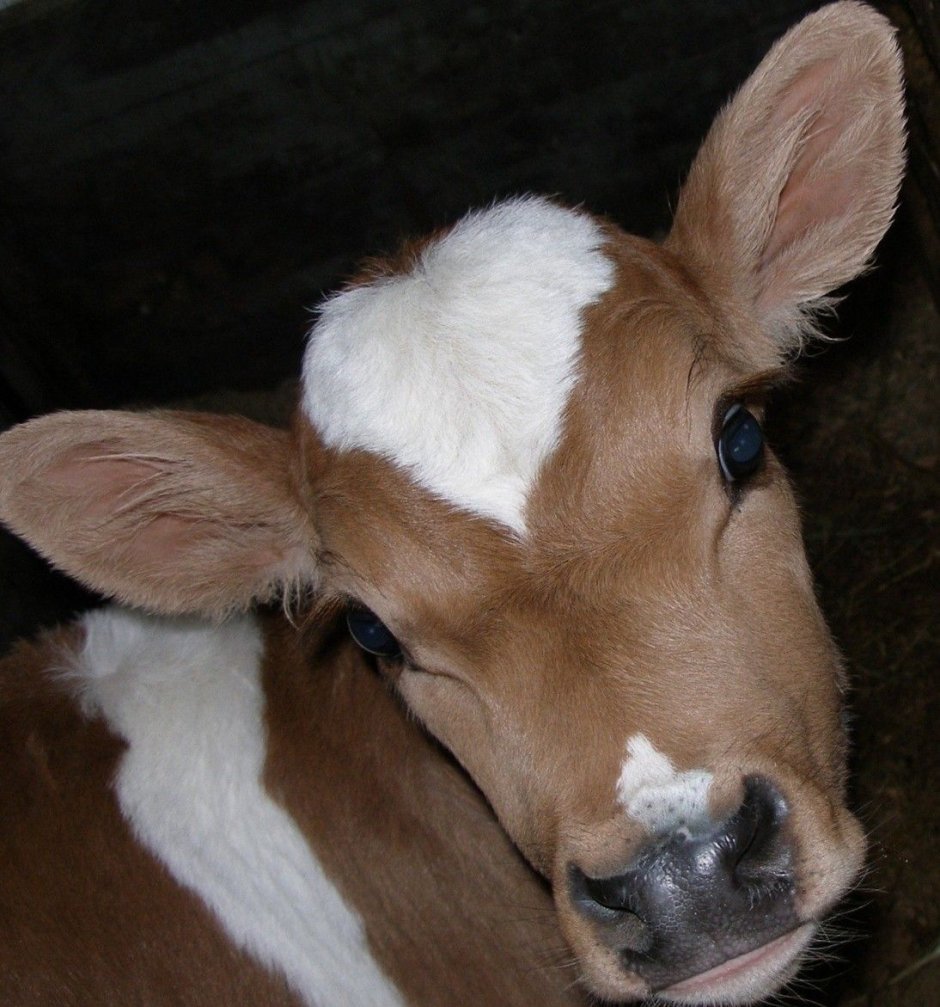 Порода Айова теленок