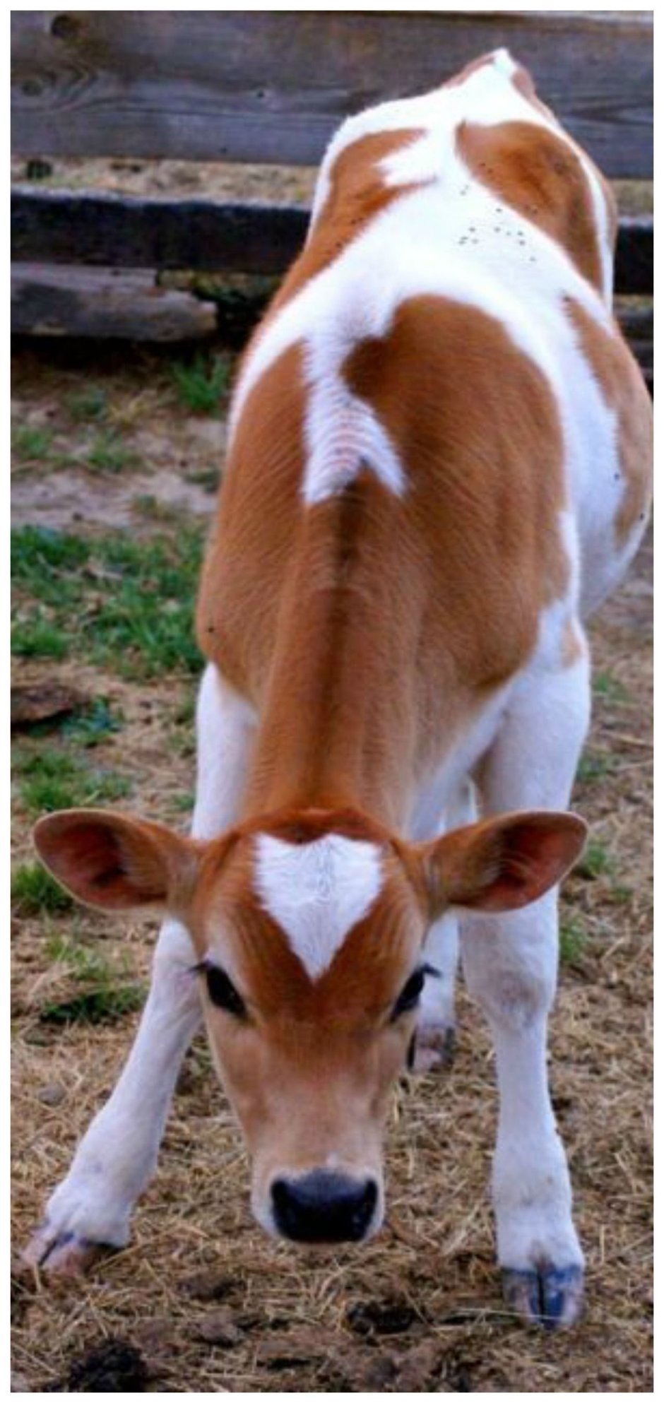 Детеныш коровы