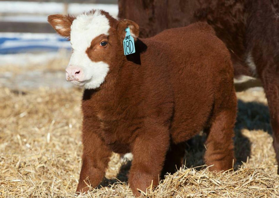 Молочный теленок