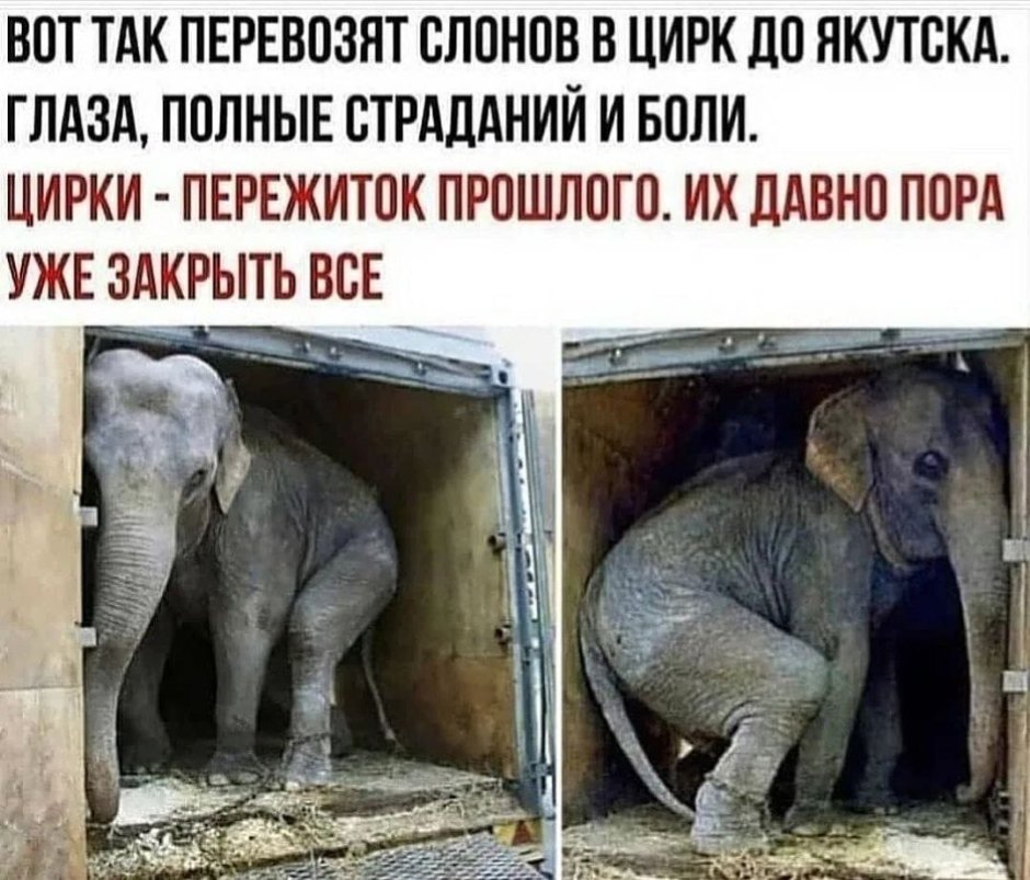 Всемирный день слона