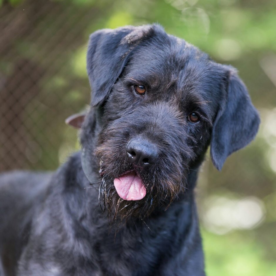 Schnauzer Family