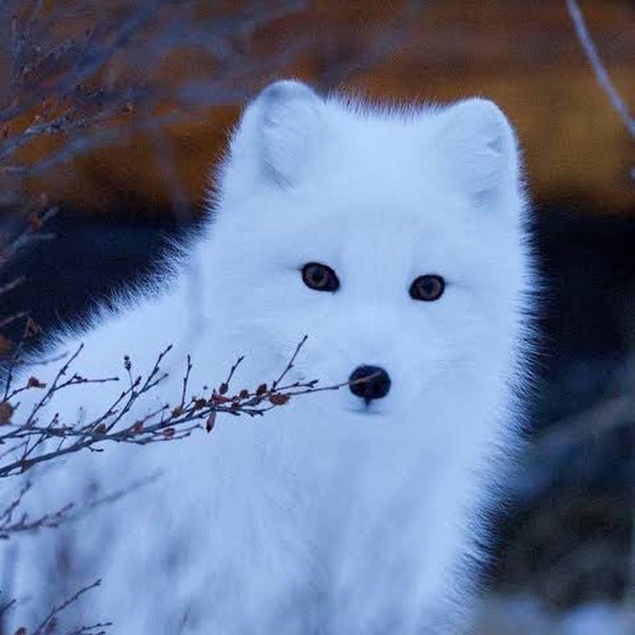 Беломордый песец