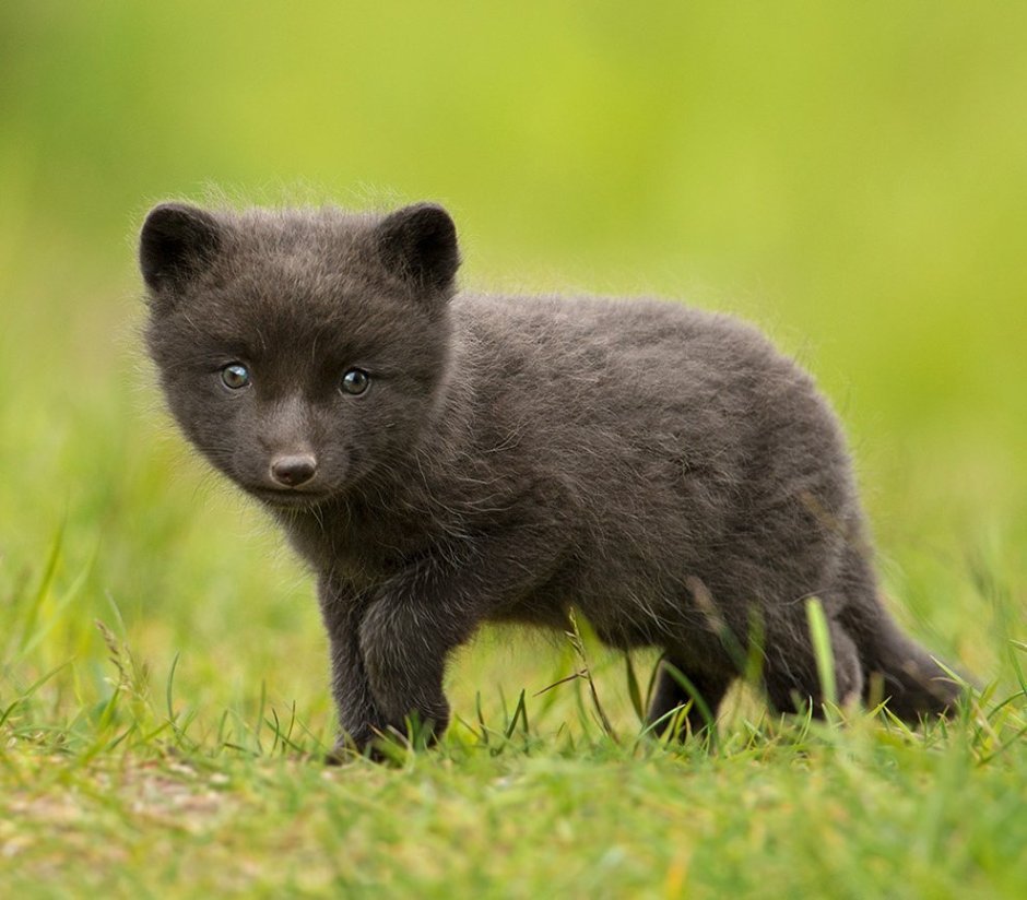 Песец Командорский (Медновский)