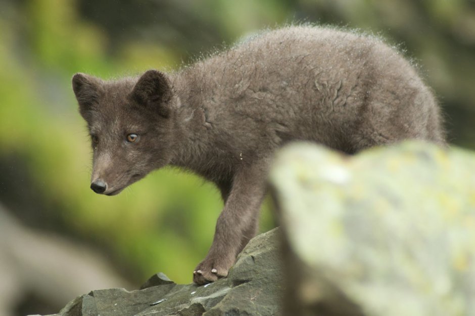 Командорский песец