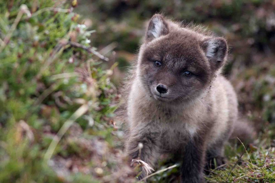 Песец Командорский (Медновский)