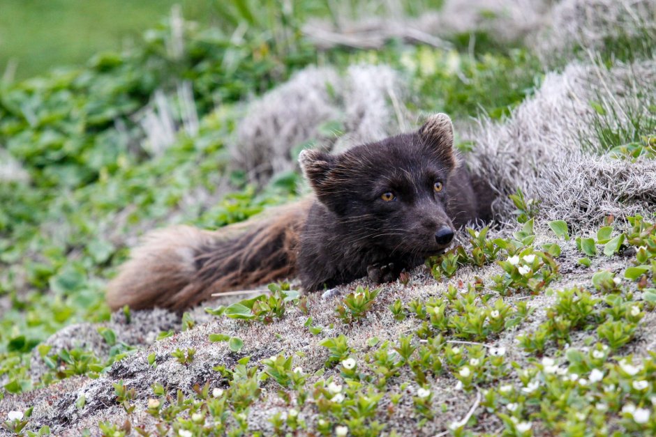Песец черный