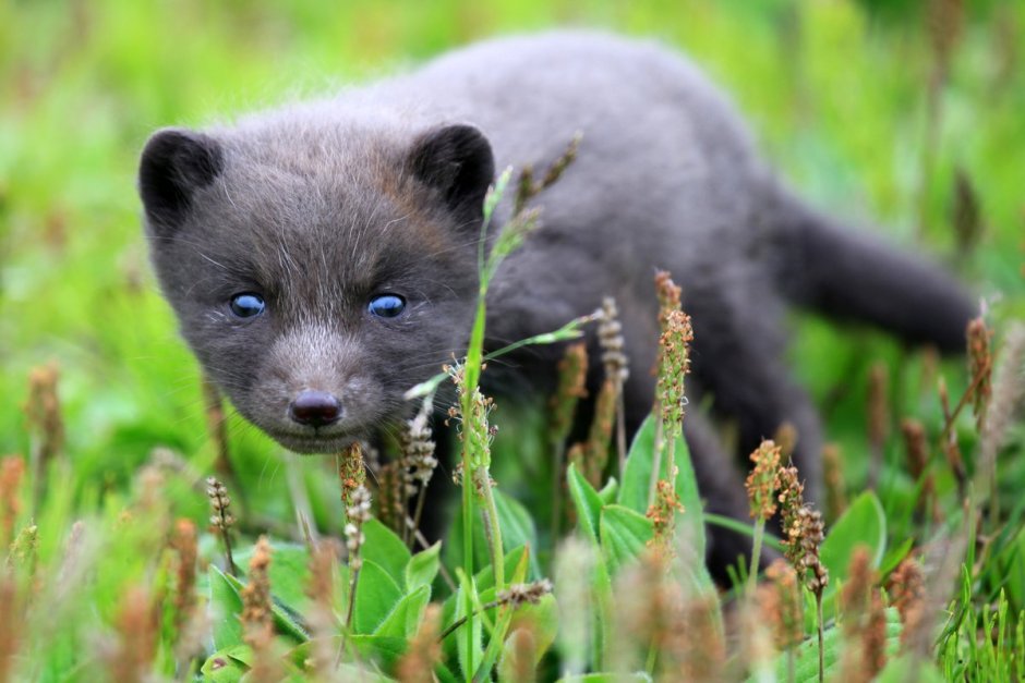 Командорский песец