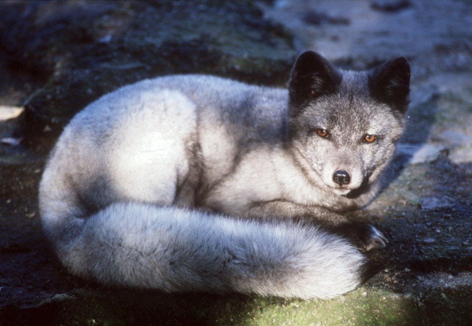 Медновский голубой песец