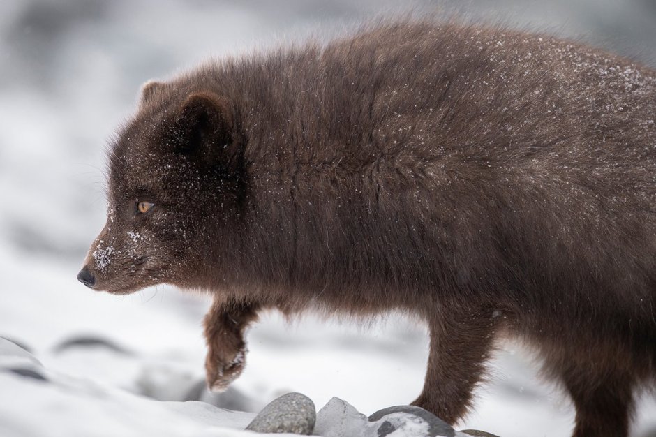 Песец Командорский (Медновский)