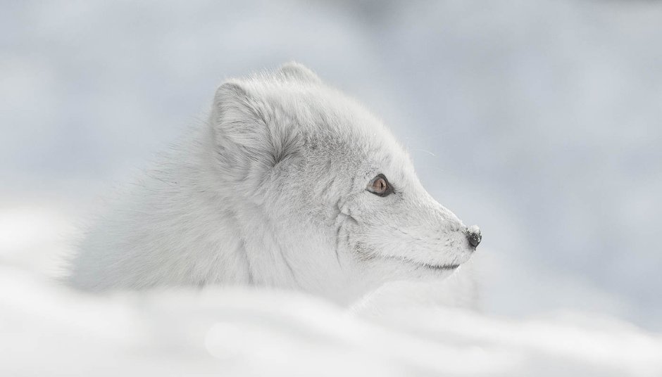 Медновский голубой песец