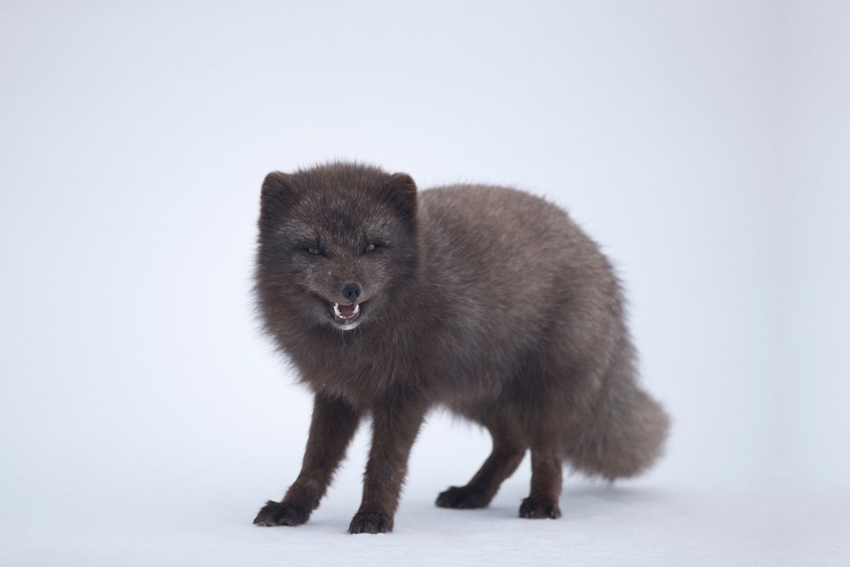 Медновский голубой песец