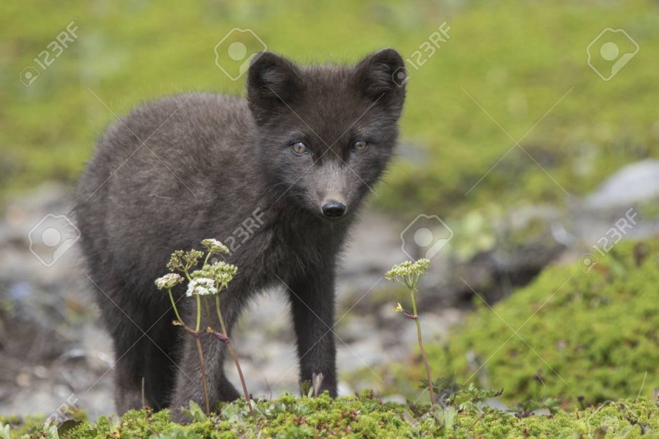 Медновский песец стая