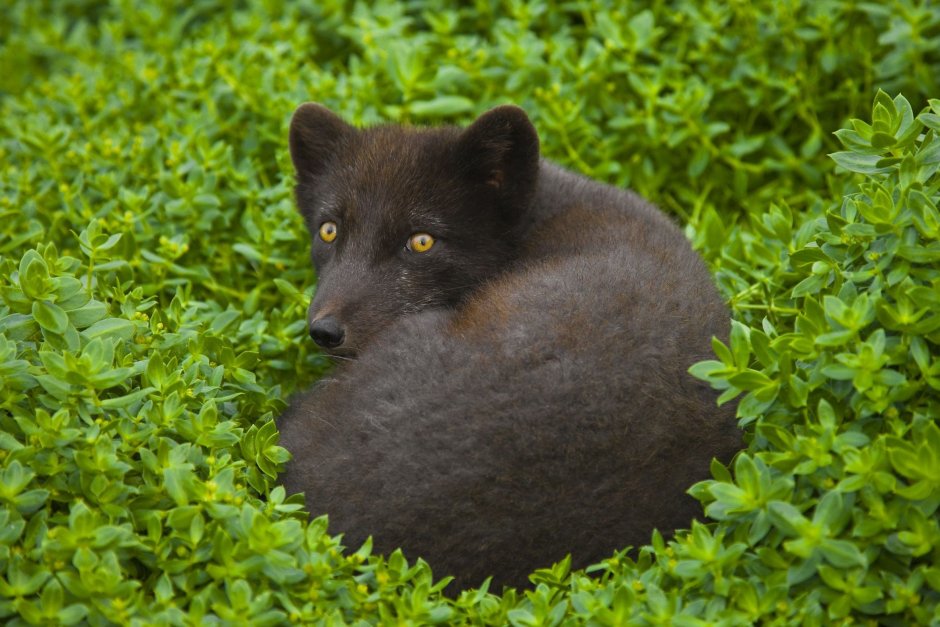 Песец облизывается