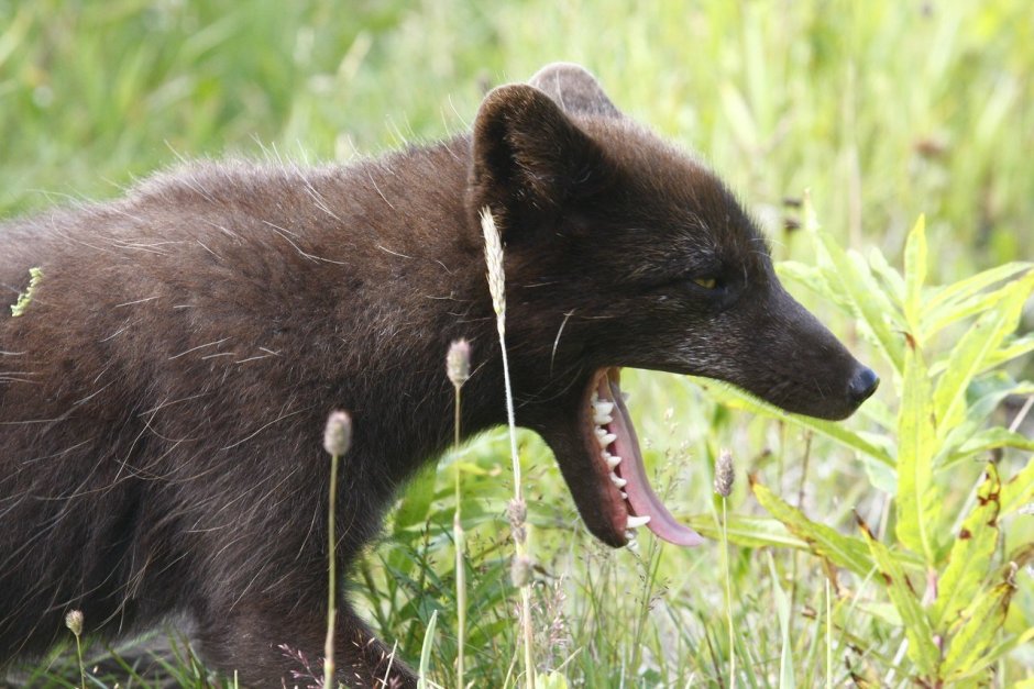 Медновский голубой песец